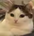 124.7 KB