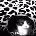 893.7 KB