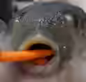 336.1 KB