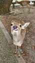 129 KB